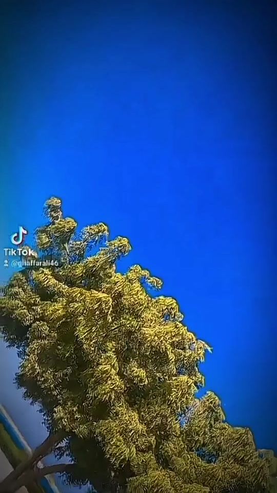 TikTok video thumbnail by ghaffarali46