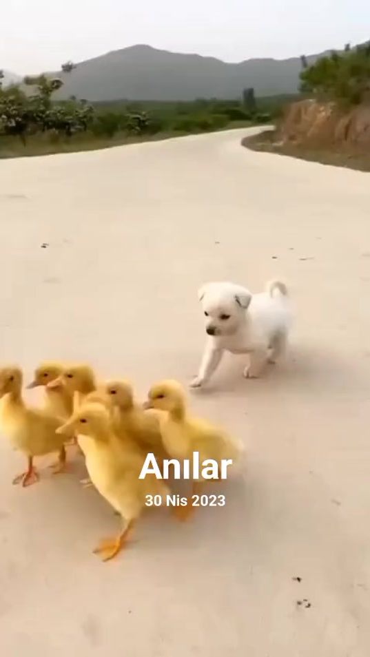TikTok video thumbnail by resad_0021