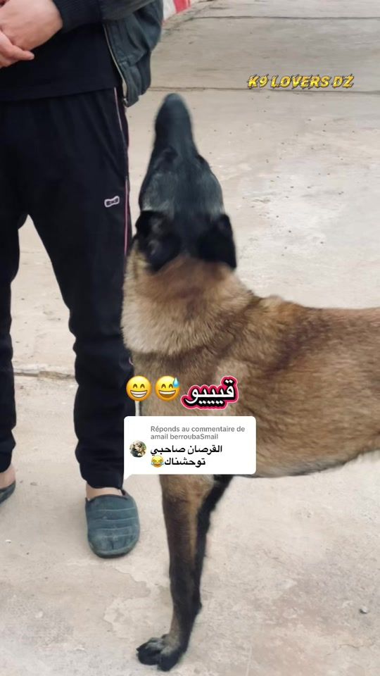 TikTok video thumbnail by mb_k9_lovers_dz