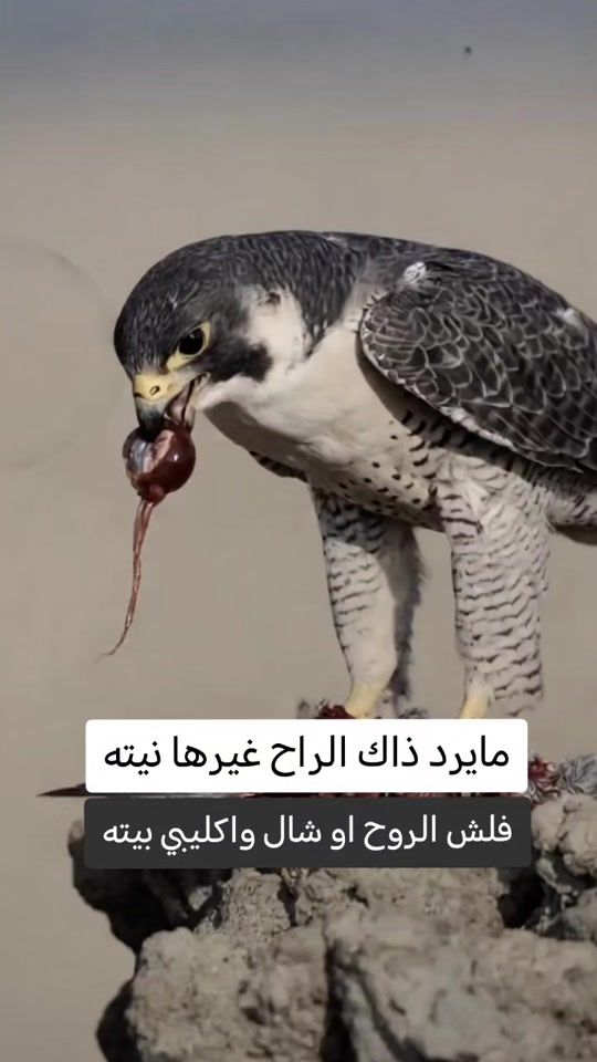 TikTok video thumbnail by 90__wi