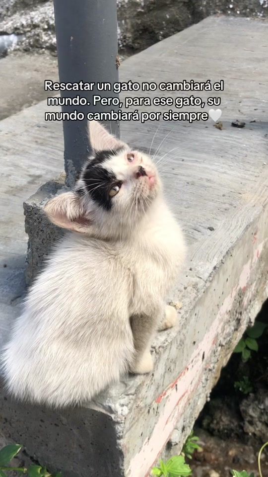 TikTok video thumbnail by tobycat