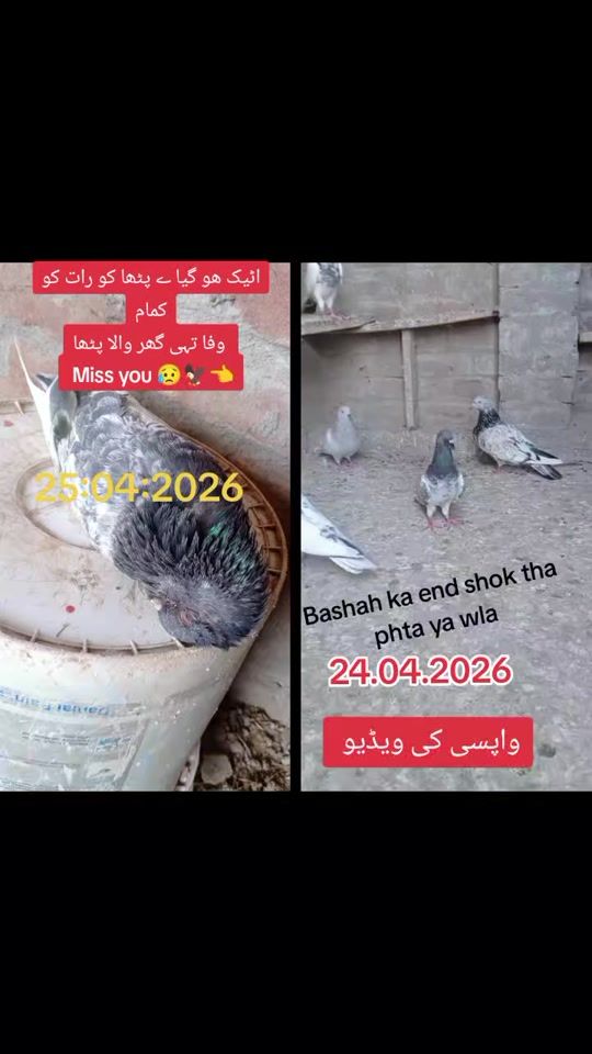 TikTok video thumbnail by mazharmahi6