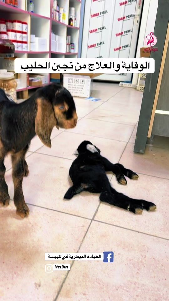 TikTok video thumbnail by vet9m