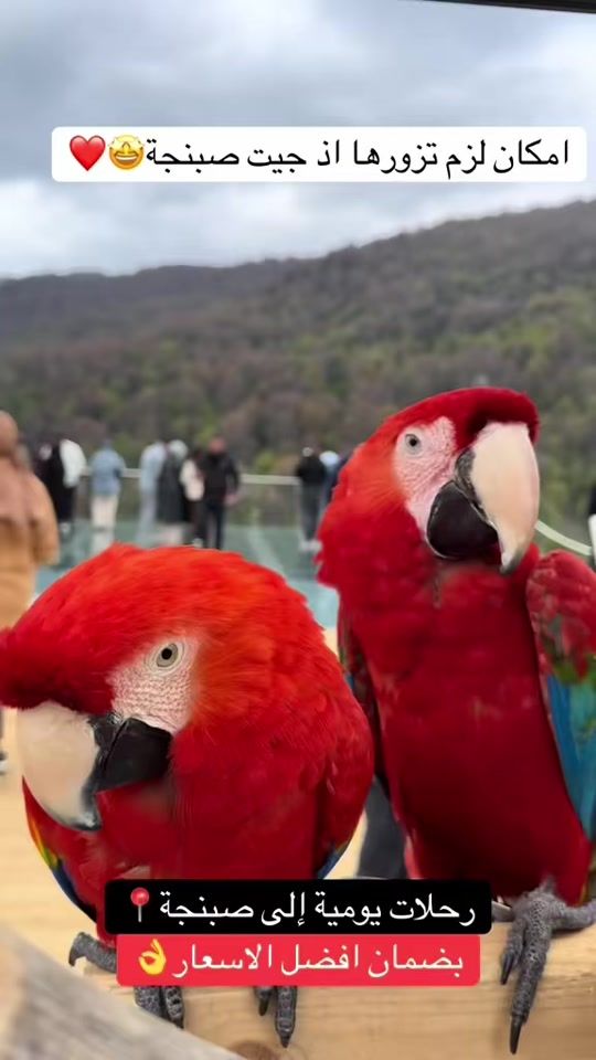 TikTok video thumbnail by jadid.travel
