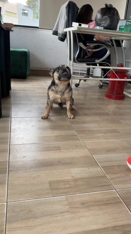TikTok video thumbnail by insigniacanina