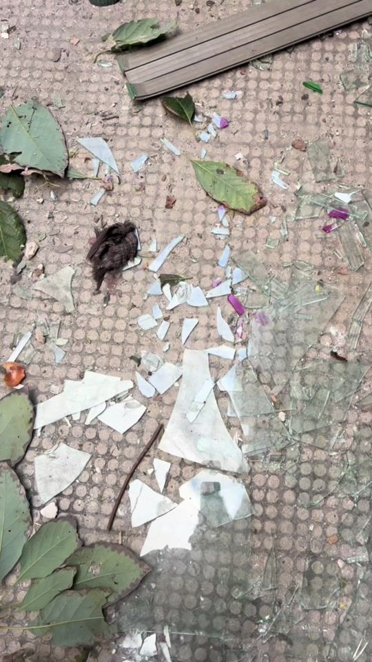 TikTok video thumbnail by ramikalaaji