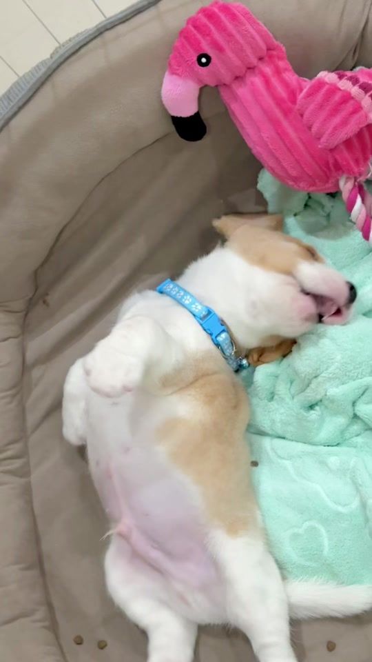 TikTok video thumbnail by shabumootha.story