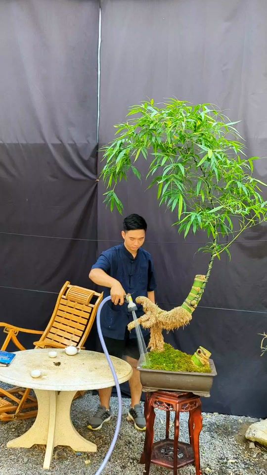 TikTok video thumbnail by camera_bonsai