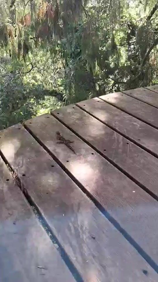 TikTok video thumbnail by rotoruacanopytours