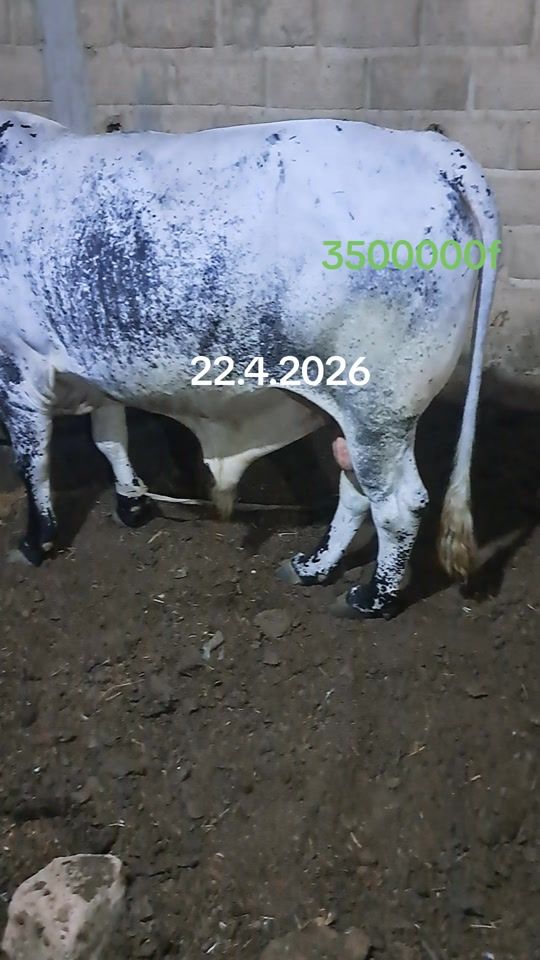 TikTok video thumbnail by cheikhdiaw866