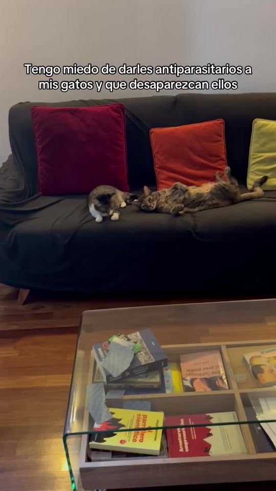 TikTok video thumbnail by kira.thecat
