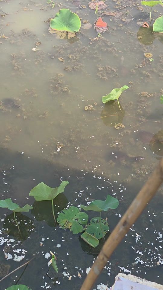 TikTok video thumbnail by moedevi7
