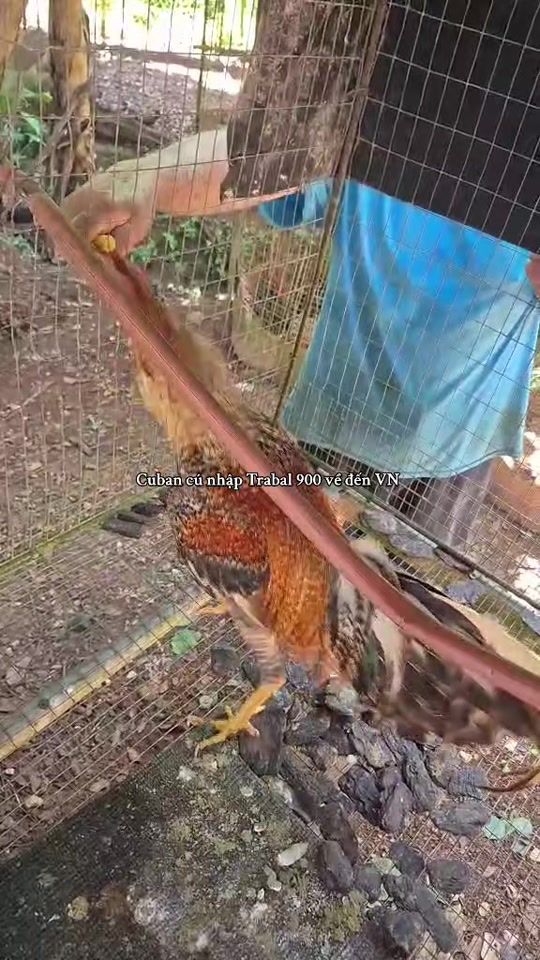 TikTok video thumbnail by mr.kim.sonic