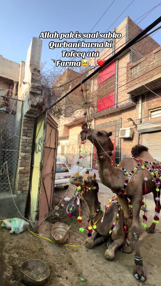 TikTok video thumbnail by danish_meher007
