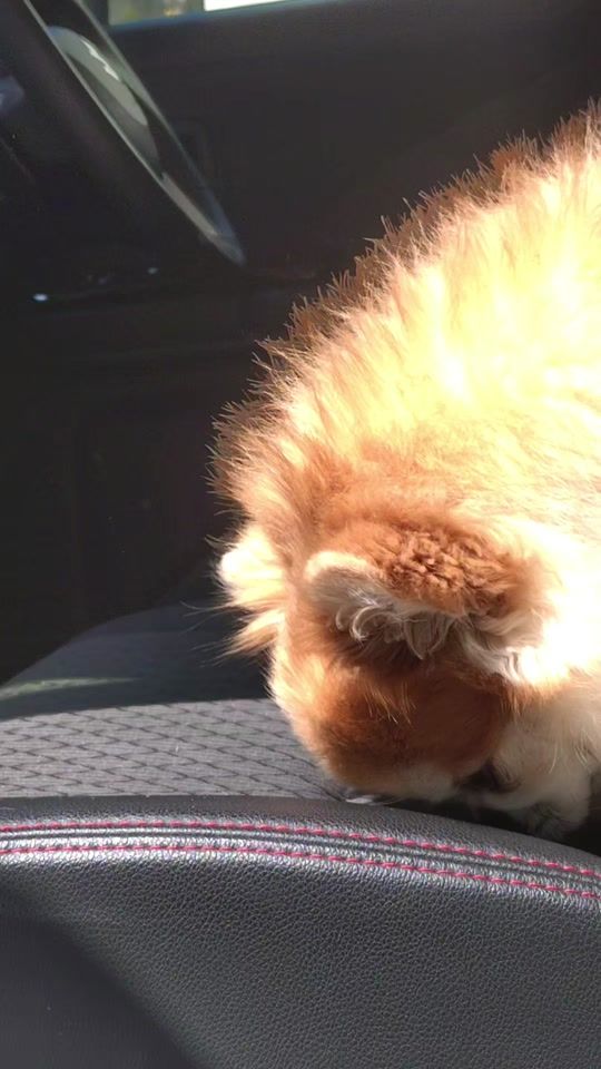 TikTok video thumbnail by user84021142252102