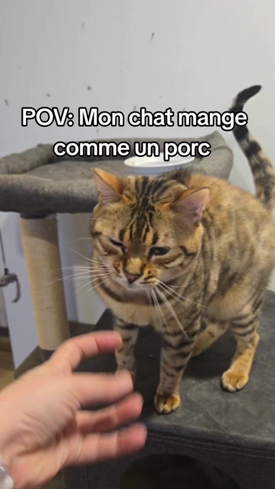 TikTok video thumbnail by niki_nicoo