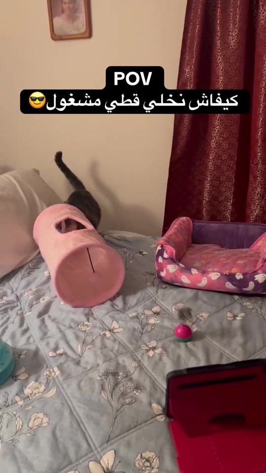 TikTok video thumbnail by animo360dz