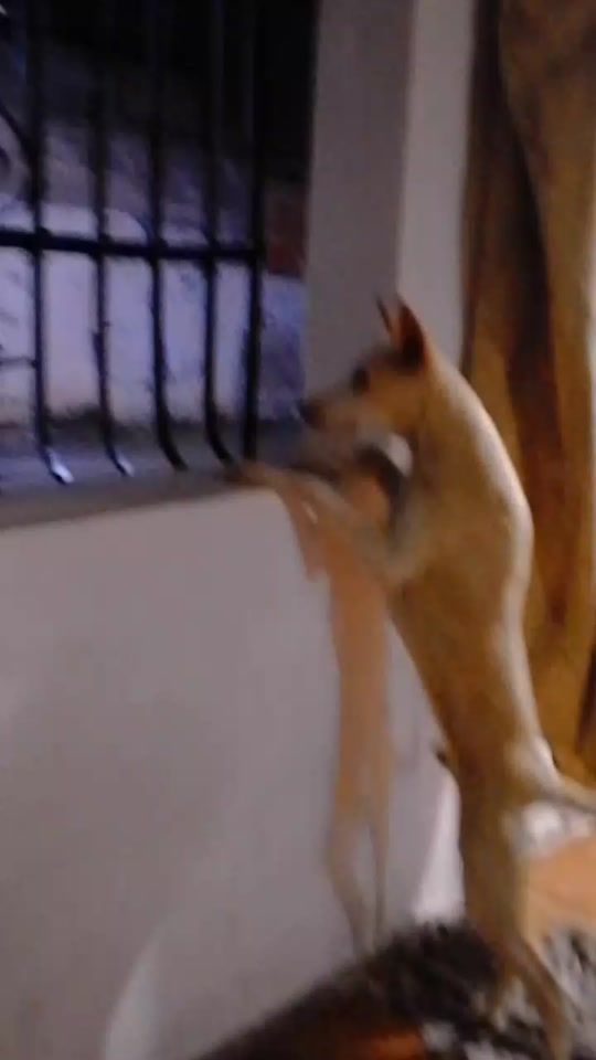 TikTok video thumbnail by javielitotv