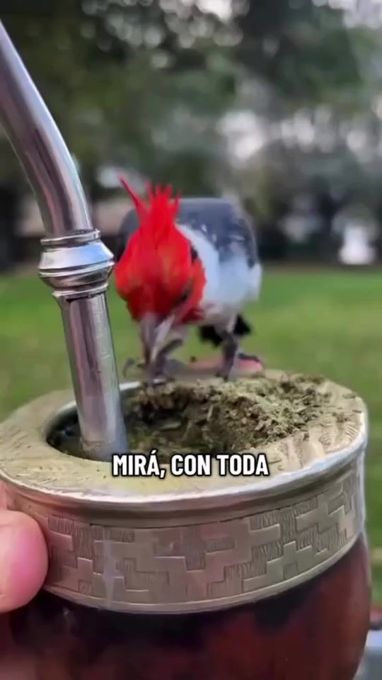 TikTok video thumbnail by vallejo884
