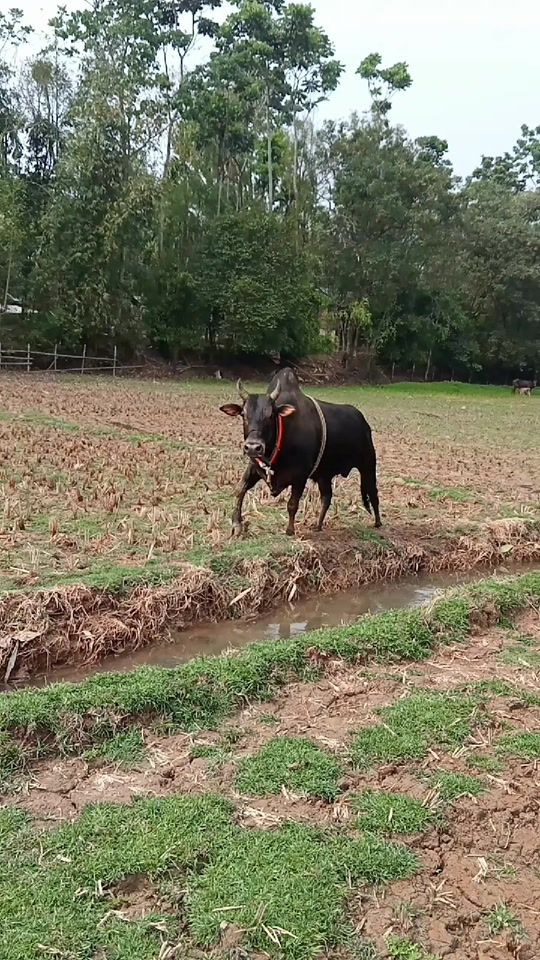 TikTok video thumbnail by red.tiger76