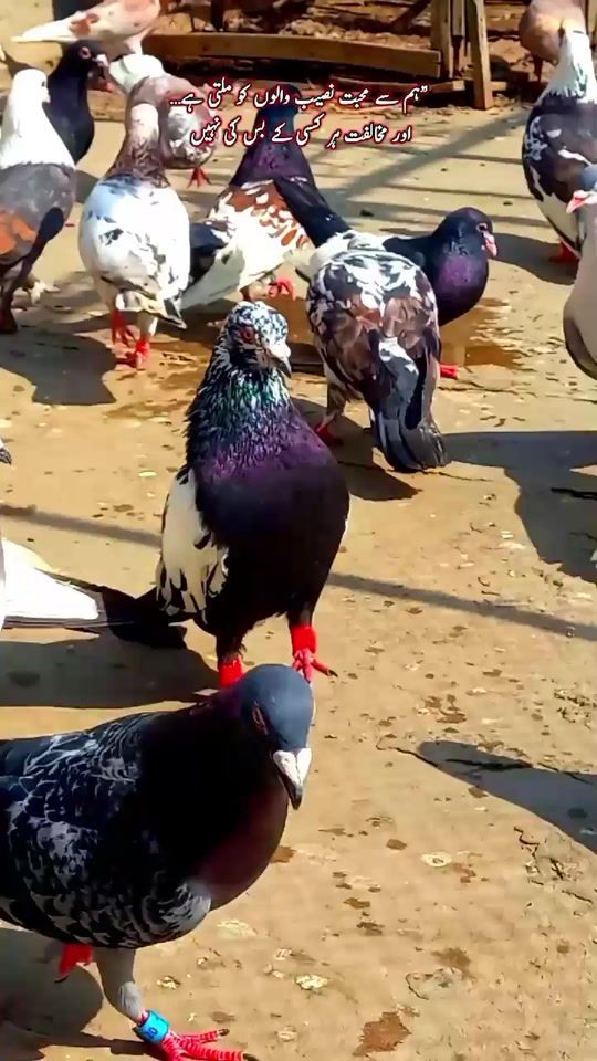TikTok video thumbnail by lkbpigeons