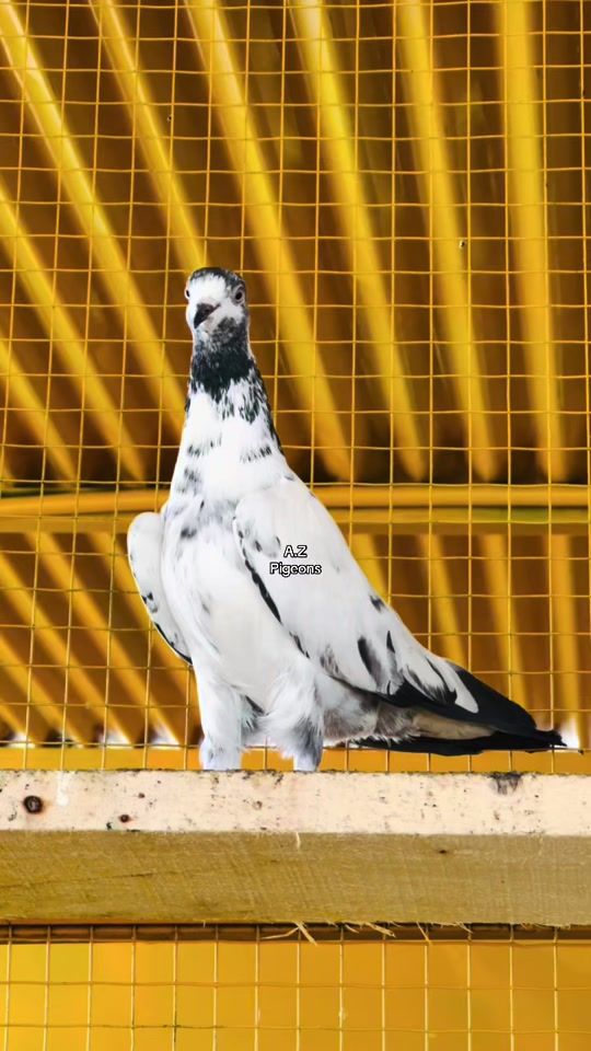 TikTok video thumbnail by azpigeons