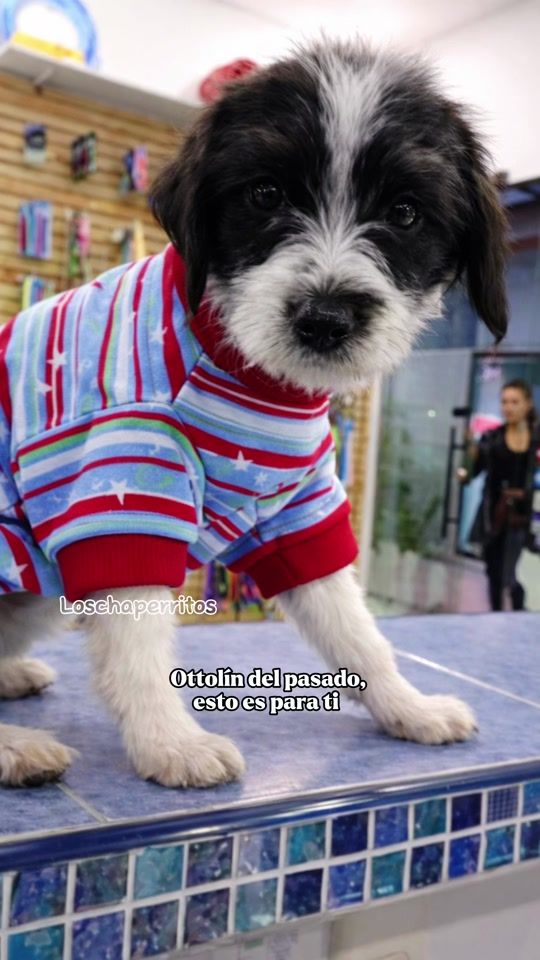 TikTok video thumbnail by loschaperritos_