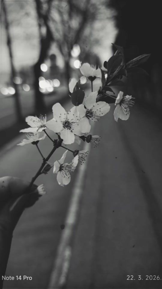 TikTok video thumbnail by semsasemsaa