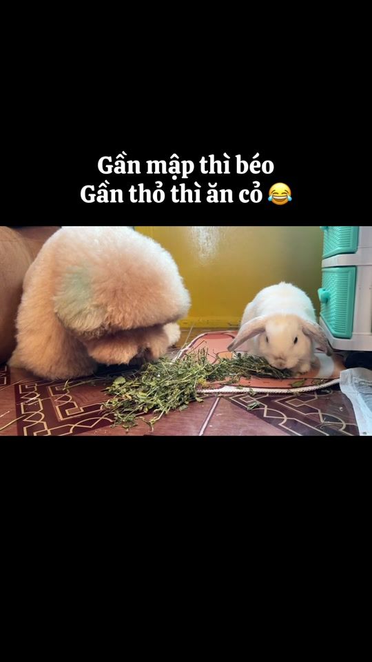 TikTok video thumbnail by bupchonlo3009