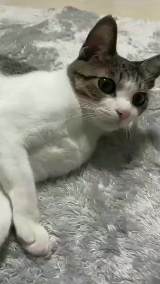 TikTok video thumbnail by safaayoussef192