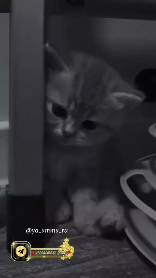 TikTok video thumbnail by moychechagim66