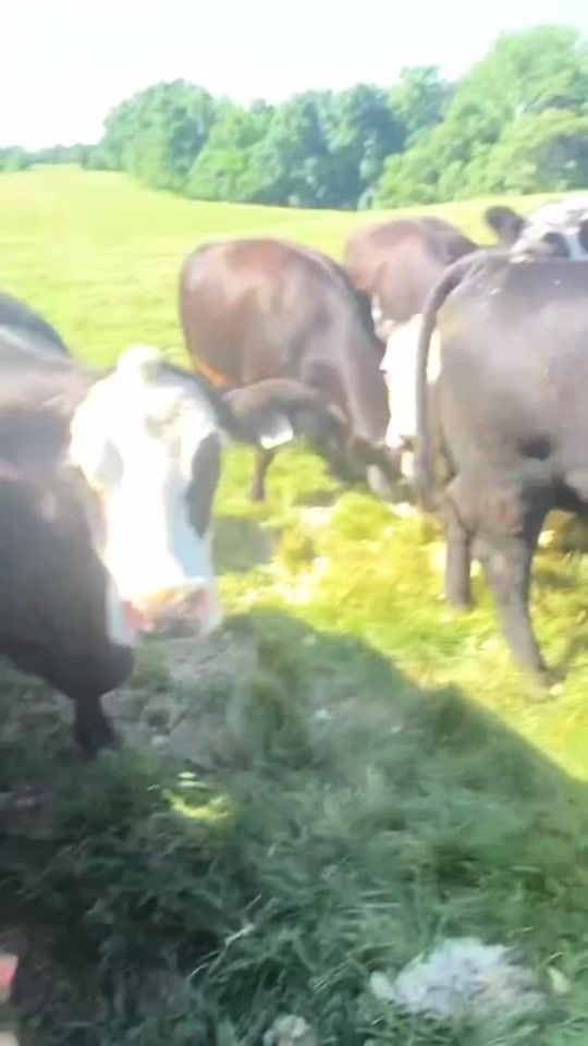 TikTok video thumbnail by gemukfarmers