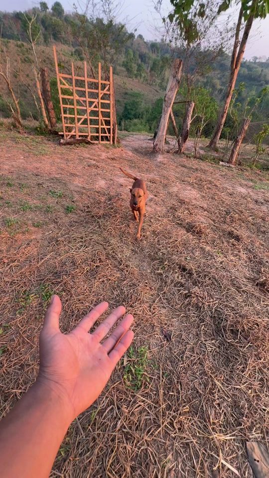 TikTok video thumbnail by .p.hatthaya55