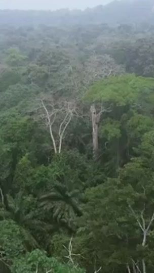 TikTok video thumbnail by destingavet