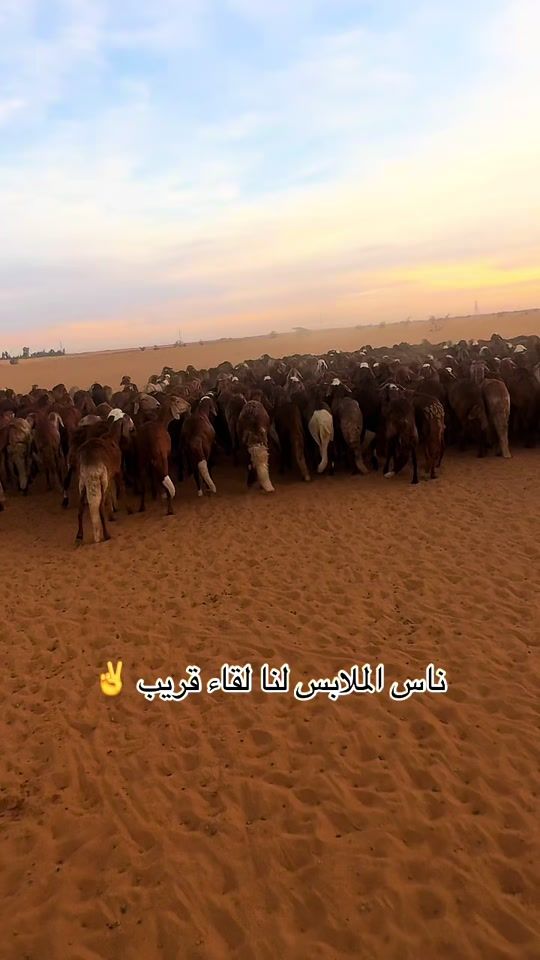 TikTok video thumbnail by assf6062