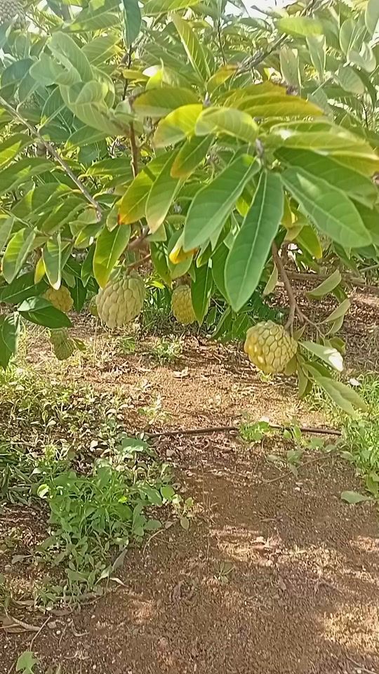 TikTok video thumbnail by user3886376988745