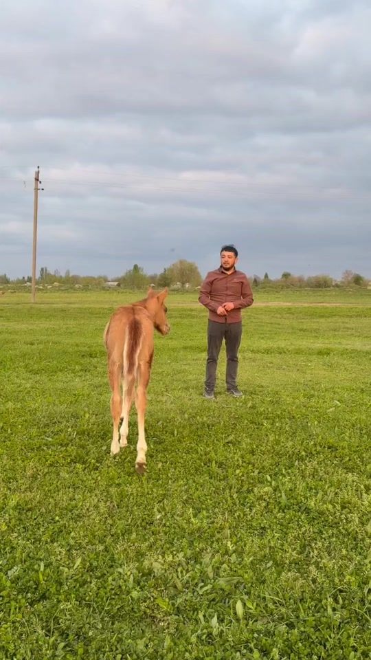 TikTok video thumbnail by cefer_qarabagli