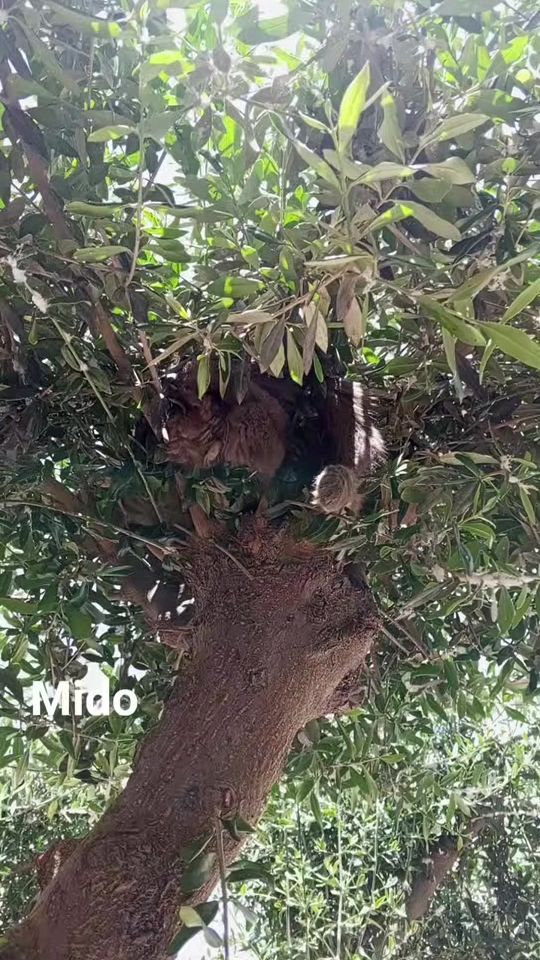 TikTok video thumbnail by chawki.zwydi