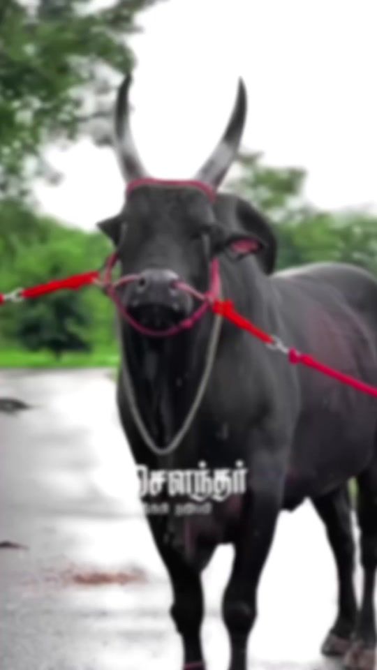 TikTok video thumbnail by pasumpon00