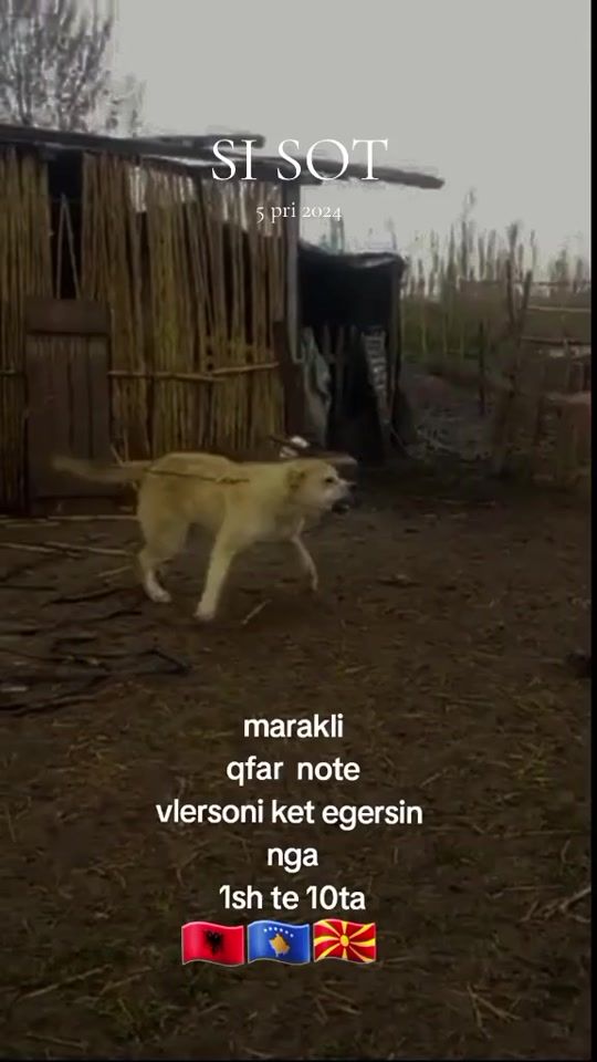 TikTok video thumbnail by tigratekuq1