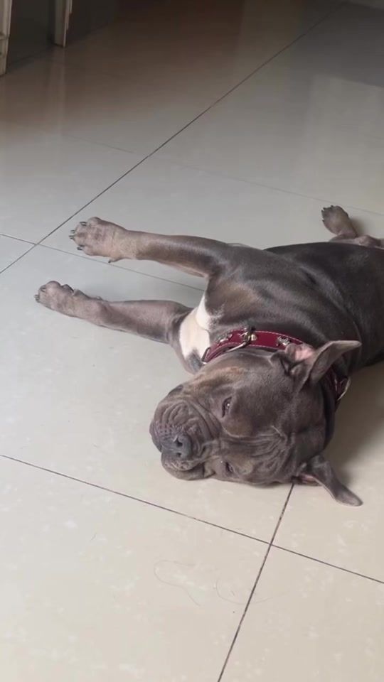 TikTok video thumbnail by rocky.balbully