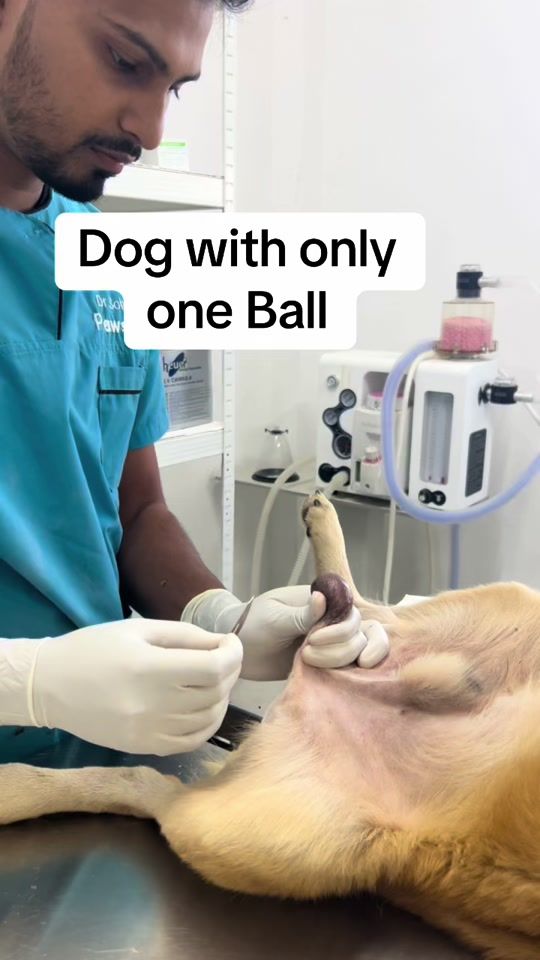 TikTok video thumbnail by vet_dr_sohaib