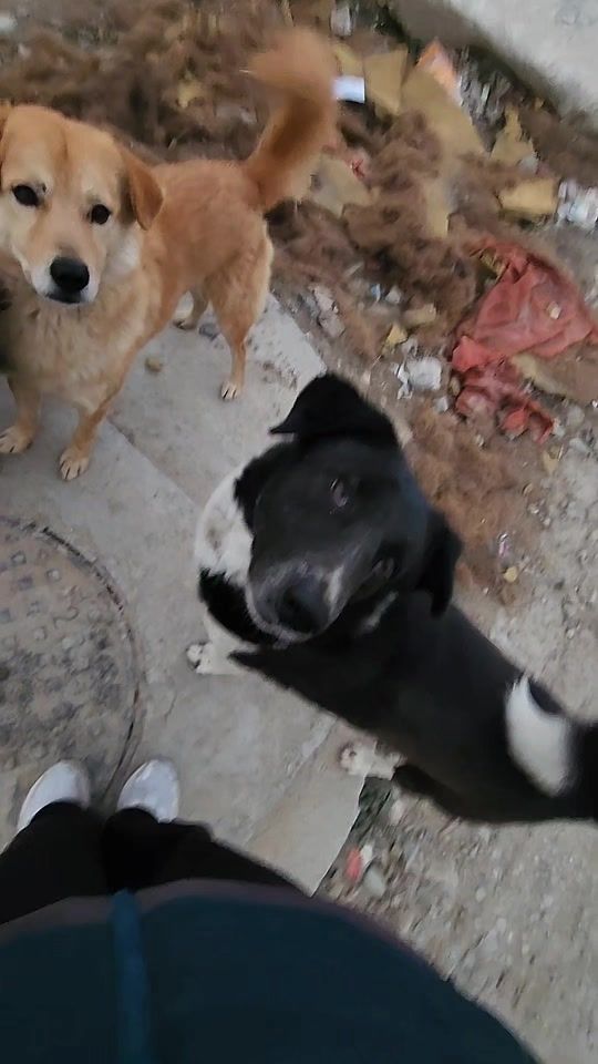 TikTok video thumbnail by tommylab08