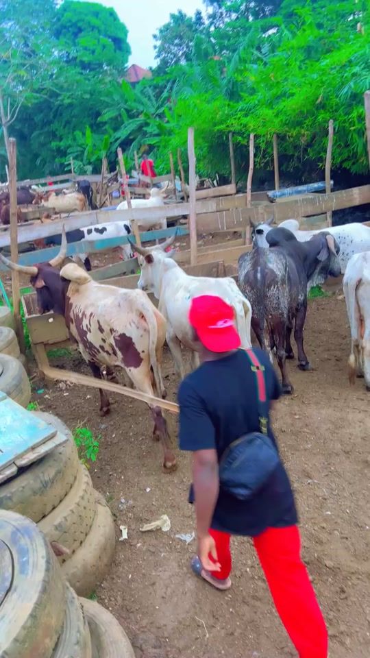 TikTok video thumbnail by laminesogodogo5