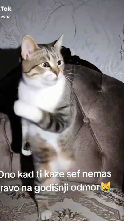 TikTok video thumbnail by zlatkomanic
