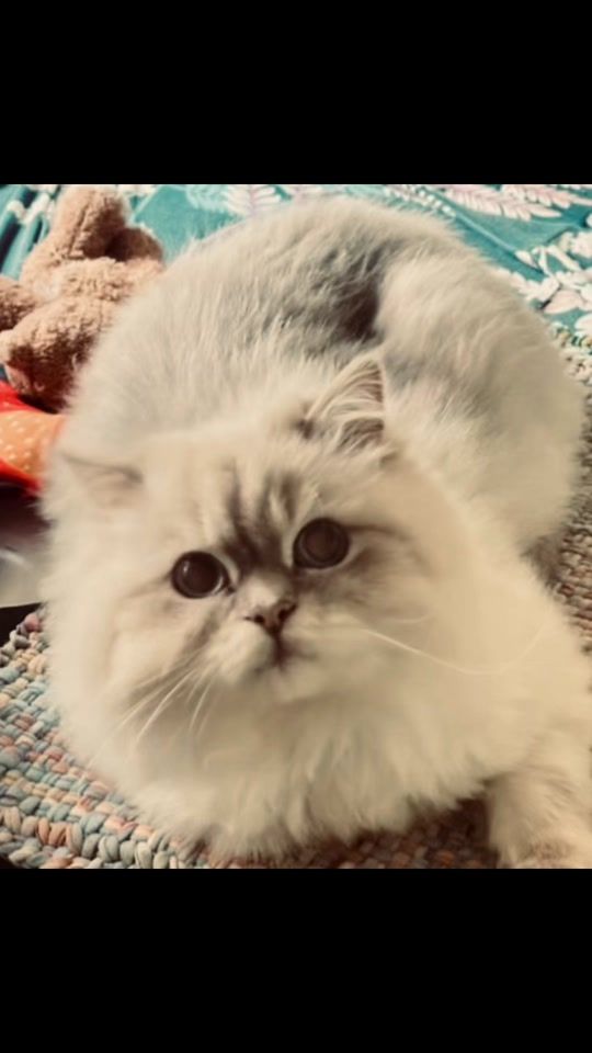 TikTok video thumbnail by yadib012