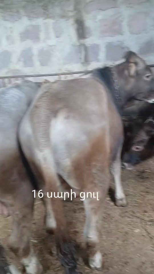 TikTok video thumbnail by 1232__2
