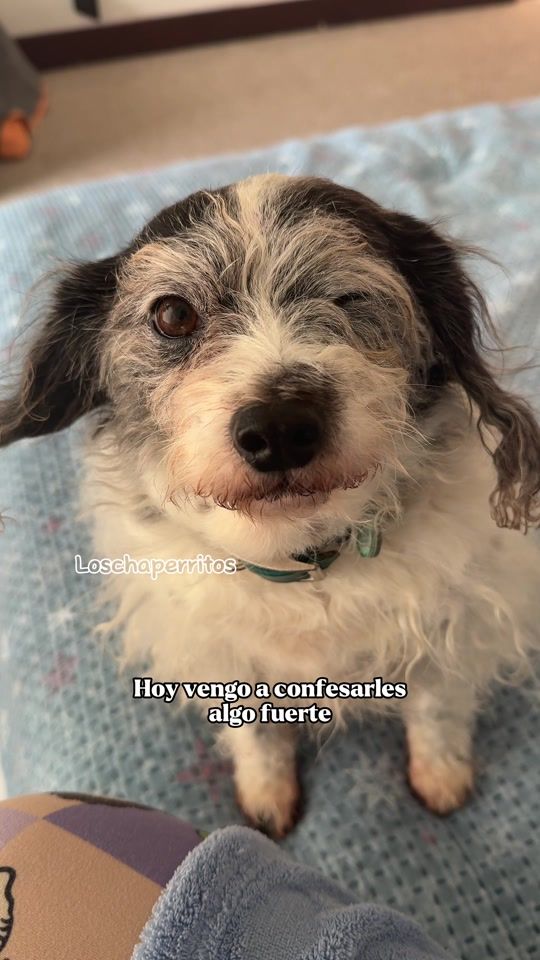 TikTok video thumbnail by loschaperritos_