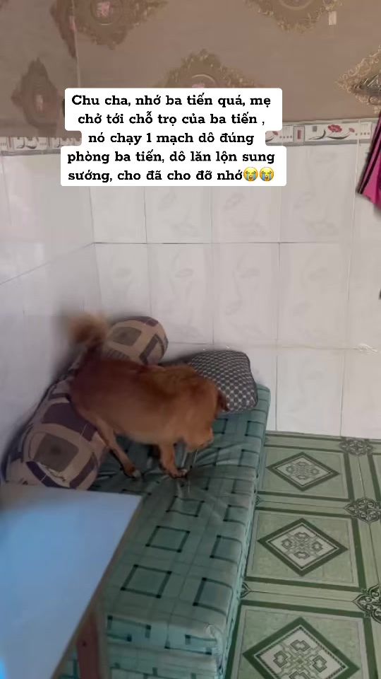 TikTok video thumbnail by gaubup91