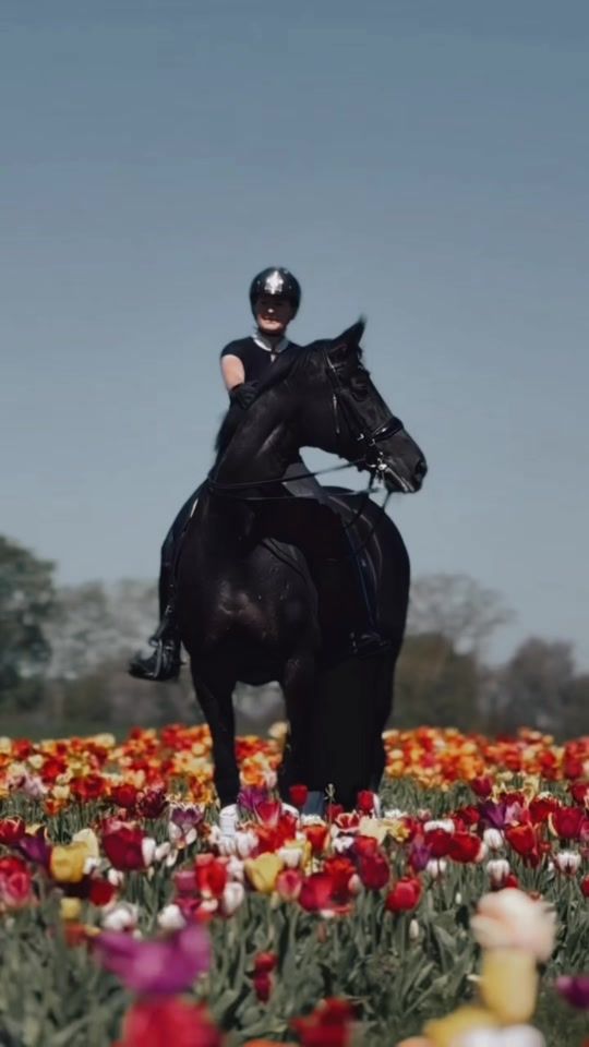 TikTok video thumbnail by horse_agent_